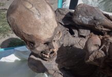Hallan momia prehispánica en bolsa de un repartidor en Perú Momia