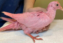 Paloma desnutrida y pintada de rosa es rescatada en Nueva York Paloma