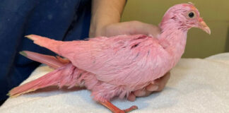 Paloma desnutrida y pintada de rosa es rescatada en Nueva York Paloma
