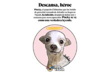 Muere Pincky, lomito que defendió su casa de ladrones Pincky