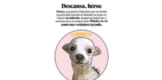 Muere Pincky, lomito que defendió su casa de ladrones Pincky