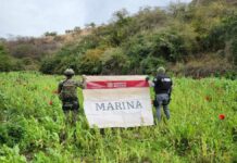 SEMAR ubica 60 plantíos de amapola y marihuana en Sinaloa y Michoacán SEMAR