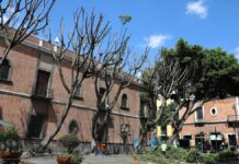 Particular podó árboles en Plaza de la Democracia, aclara Ayuntamiento árboles