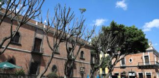 Particular podó árboles en Plaza de la Democracia, aclara Ayuntamiento árboles