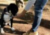 ¡Aprovecha! Habrá curso de adiestramiento canino en Puebla capital Canino