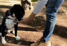 ¡Aprovecha! Habrá curso de adiestramiento canino en Puebla capital Canino