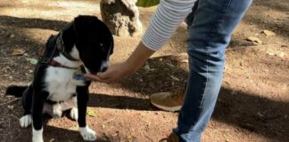¡Aprovecha! Habrá curso de adiestramiento canino en Puebla capital Canino