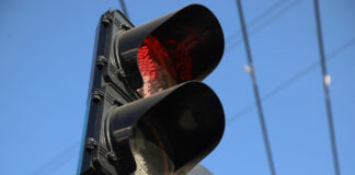 Invierten 9.5 mdp en mantenimiento de red semafórica de Puebla capital Mantenimiento