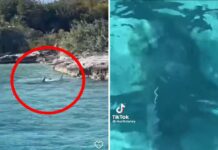 Captan a perro enfrentándose a un tiburón en Bahamas