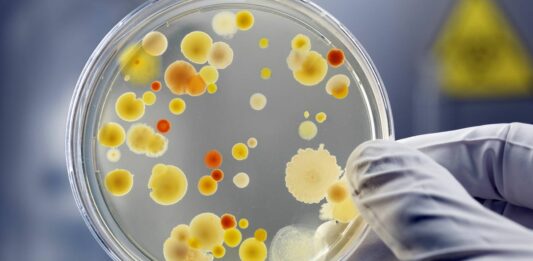 Candida auris