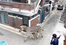 Cebra escapa de zoológico y desata caos en calles de Seúl Cebra