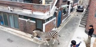 Cebra escapa de zoológico y desata caos en calles de Seúl Cebra