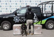 Grupo K9 decomisa 100 kilos de marihuana en central camionera Grupo