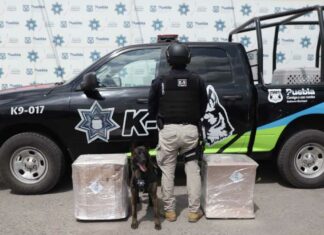 Grupo K9 decomisa 100 kilos de marihuana en central camionera Grupo