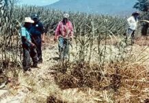 Hombre es hallado golpeado y sin vida en Ajalpan Hombre