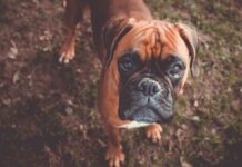 Job Florencio, procesado por maltrato animal en Puebla capital Job Florencio