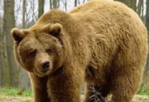 Captan a oso rondando por casas de Nuevo León Nuevo León