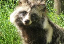Perro mapache sería posible origen del Covid-19, apunta análisis Perro Mapache