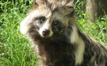 Perro mapache sería posible origen del Covid-19, apunta análisis Perro Mapache