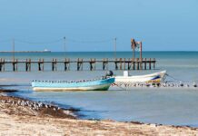 Sargazo en Caribe mexicano se adelanta por cambio climático Sargazo