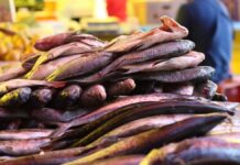 Supervisan negocios de pescados y mariscos para evitar enfermedades Enfermedades