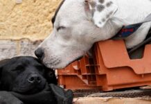 Donan alimento envenenado a refugio en NL; murieron 8 animales Animales