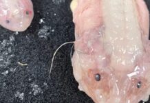 Científicos baten récord al captar a pez a más de 8 mil metros bajo el mar Científicos