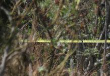 Hombre se quita la vida en árbol del río Atoyac Hombre