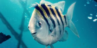 Nuevos pósters de La Sirenita desatan polémica en redes sociales La Sirenita