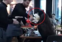 Meseros dan pastelazos a dos clientas por mal trato Meseros