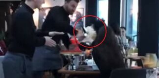 Meseros dan pastelazos a dos clientas por mal trato Meseros