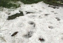 Productores de Felipe Ángeles y Quecholac serán indemnizados tras granizada Productores