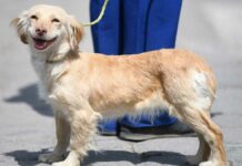 Denuncian envenenamiento masivo de mascotas en Puebla Salud