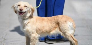 Salud Puebla inicia vacunación antirrábica canina y felina Salud