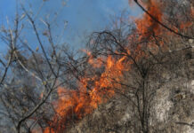 Puebla suma 113 incendios forestales en lo que va del año incendios forestales
