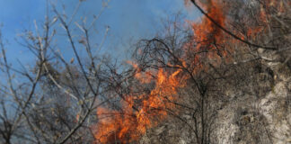 Puebla suma 113 incendios forestales en lo que va del año incendios forestales