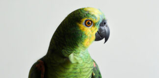 Joven se vuelve viral al mostrar su “loro alarma” loro