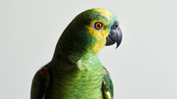 loro