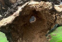 Árboles con hongo son podados en colonia de Texmelucan Árboles