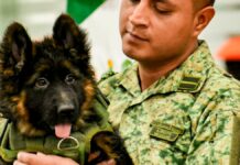 Llega a México el cachorro donado por Turquía en honor a Proteo