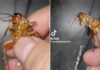 Lo acusan de maltrato animal por bañar a una cucaracha