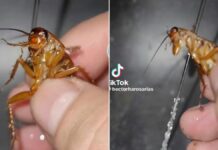 Lo acusan de maltrato animal por bañar a una cucaracha