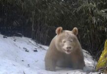 Captan al único panda albino del mundo en China