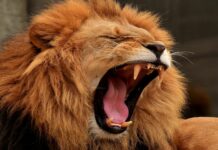 Niño muere tras ser atacado por un león en la Franja de Gaza Franja de Gaza