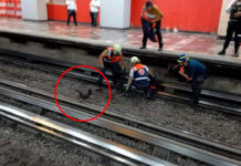 Metro de la CDMX interrumpe operaciones por culpa de una gallina Gallina