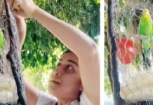 “Día de peinados locos”: Mamá pone a su hija un perico en el pelo Peinados Locos