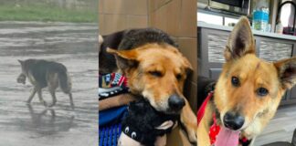 Salvan a perrita que deambulaba con su peluche tras muerte de su dueño