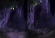 Alerta en Hidalgo por el extravío de un gorila