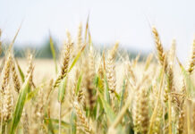 Ucrania y Rusia prorrogan dos meses acuerdo sobre cereales