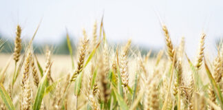 Ucrania y Rusia prorrogan dos meses acuerdo sobre cereales